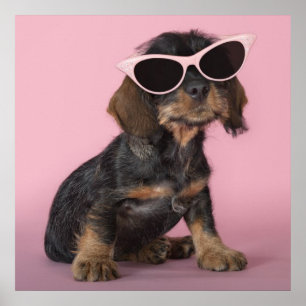 Pôster Filhote de cachorro do Dachshund que veste óculos
