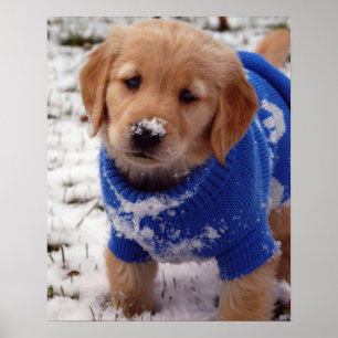 Pôster Filhote de cachorro do golden retriever