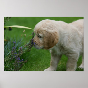 Pôster Filhote de cachorro do golden retriever