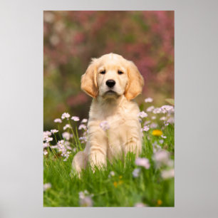 Poster Filhote de cachorro do golden retriever um Goldie