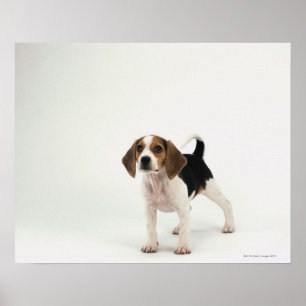 Pôster Filhote de cachorro do lebreiro