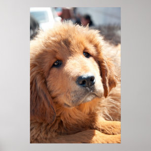 Poster Filhote de cachorro do Mastiff tibetano
