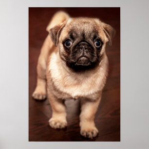 Pôster Filhote de cachorro do Pug