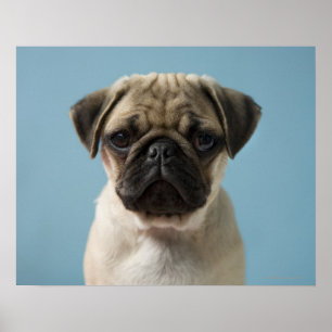 Poster Filhote de cachorro do Pug contra o fundo azul