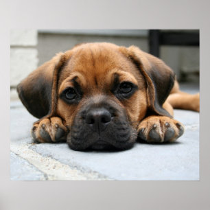 Poster filhote de cachorro do puggle