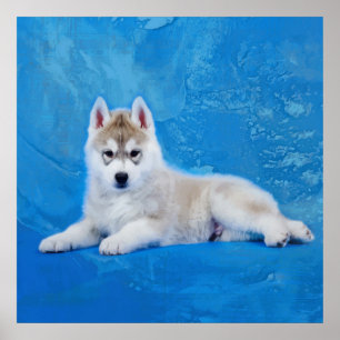 Poster Filhote de cachorro do rouco Siberian