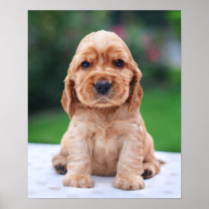 Pôster Filhote de cachorro do Spaniel de Coker
