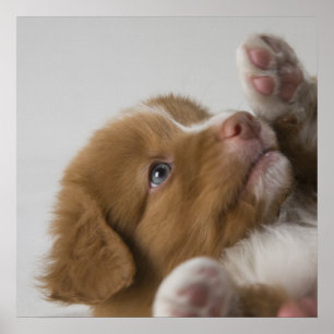 Poster Filhote de cachorro do Toller