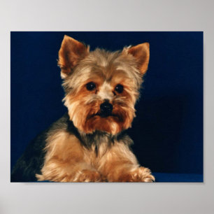 Pôster Filhote de cachorro do yorkshire terrier