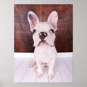 Pôster Filhote de cachorro doce do buldogue francês
