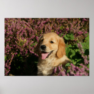 Pôster Filhote de cachorro dourado de Retreiver