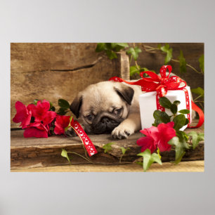 Pôster Filhote de cachorro e caixa de presente do Pug
