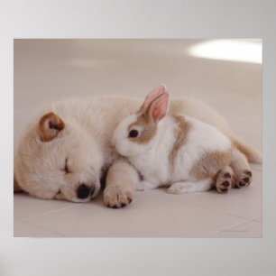Pôster Filhote de cachorro e coelho