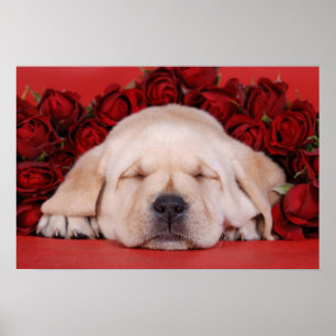 Poster Filhote de cachorro e rosas de Labrador