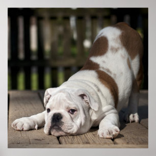 Pôster Filhote de cachorro inglês do buldogue