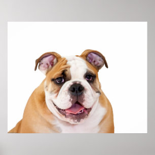 Pôster Filhote de cachorro inglês do buldogue