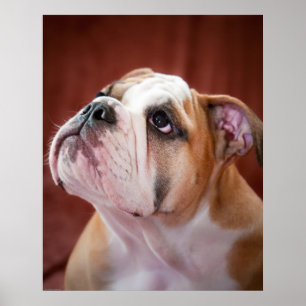 Pôster Filhote de cachorro inglês do buldogue