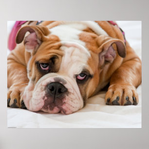 Poster Filhote de cachorro inglês do buldogue