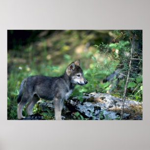 Pôster Filhote de cachorro Lobo-pequeno cinzento em