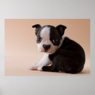 Pôster Filhote de cachorro muito novo de Boston Terrier