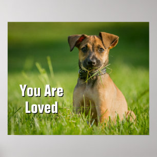 Poster Filhote de cachorro na grama