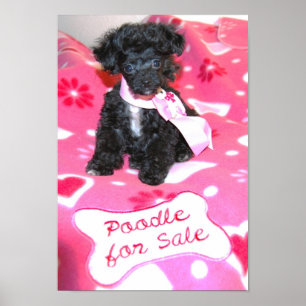 Pôster Filhote de cachorro preto da caniche de brinquedo