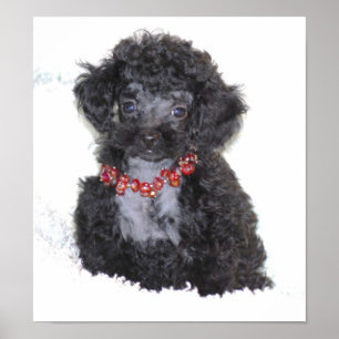 Poster Filhote de cachorro preto perfeito da caniche de