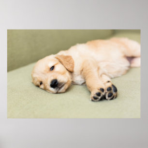 Poster Filhote de cachorro que encontra-se para baixo no