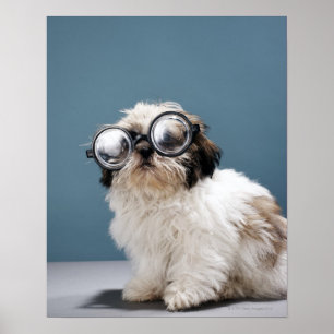 Poster Filhote de cachorro que veste vidros grossos