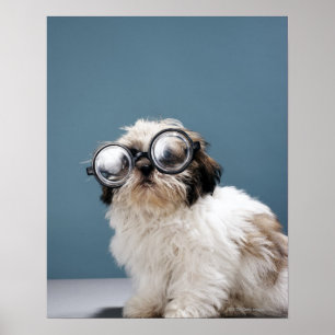 Poster Filhote de cachorro que veste vidros grossos