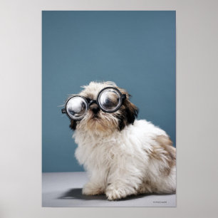 Poster Filhote de cachorro que veste vidros grossos