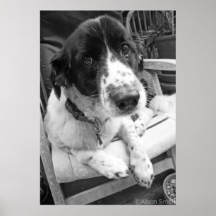 Pôster Filhote de cachorro triste