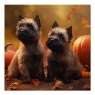 Pôster Filhote de Cairn Terrier Delícia de Outono Abóbora