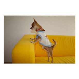 Pôster Filhote de Chihuahua em Sofá Amarelo