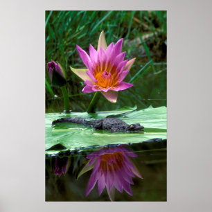 Poster Filhote de Crocodilo-do-Nilo (Crocodylus Niloticus