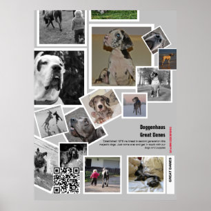 Poster Filhote de Dogue Alemão gigante à venda
