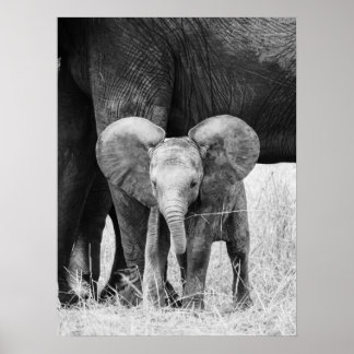 Poster Filhote de Elefante Preto e Branco Vida Selvagem