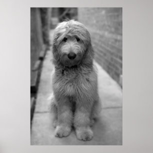 Poster Filhote de Goldendoodle no quintal