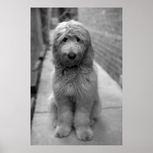 Poster Filhote de Goldendoodle no quintal (Frente)