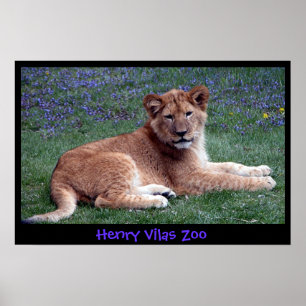 PÔSTER FILHOTE DE LEÃO