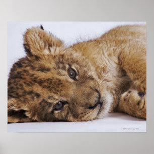Poster Filhote de leão (Panthera leo) que encontra-se no