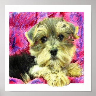 Pôster filhote de morkie