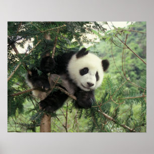 Pôster Filhote de Panda Gigante sobe em uma árvore, Vale 