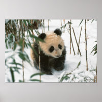 Filhote de panda na neve, Wolong, Sichuan, China