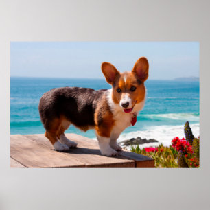 Pôster Filhote de Pembroke Welsh Corgi em pé na mesa