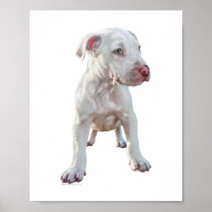Pôster Filhote de Pitbull Branco