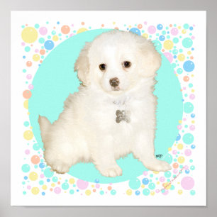 Pôster Filhote de Poodle / Bichon Mix Celebra a Vida