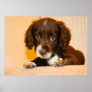Poster Filhote de raça cruzada Springer Cocker Spaniel
