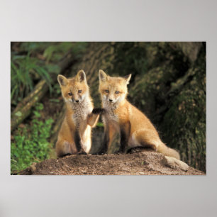 Pôster Filhote de Raposa Vermelha em frente à toca Vulpes