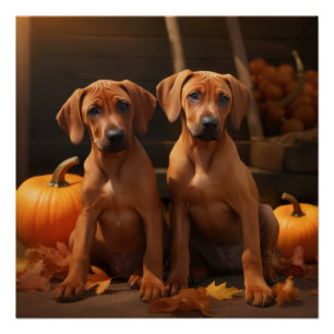 Pôster Filhote de Rhodesian Ridgeback Outono Delícia Abób